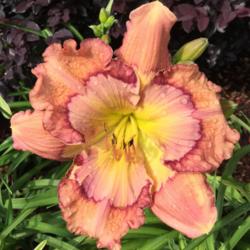 Location: My garden in Warrenville, SC
Date: 2016-06-04
First flower open and it's a beauty!