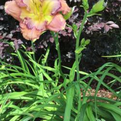 Location: My garden in Warrenville, SC
Date: 2016-06-04
Impressive scapes on a new plant