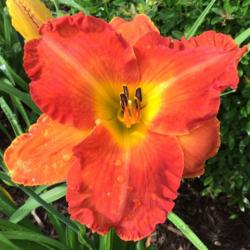 Location: My garden in Warrenville, SC
Date: 2016-06-04
Pictures can't quite capture the fabulous color of this daylily