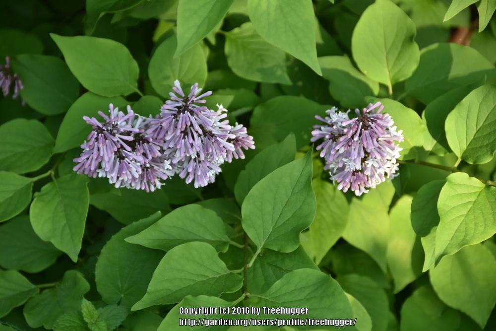 Photo of Manchurian Lilac (Syringa pubescens subsp. patula 'Miss Kim') uploaded by treehugger