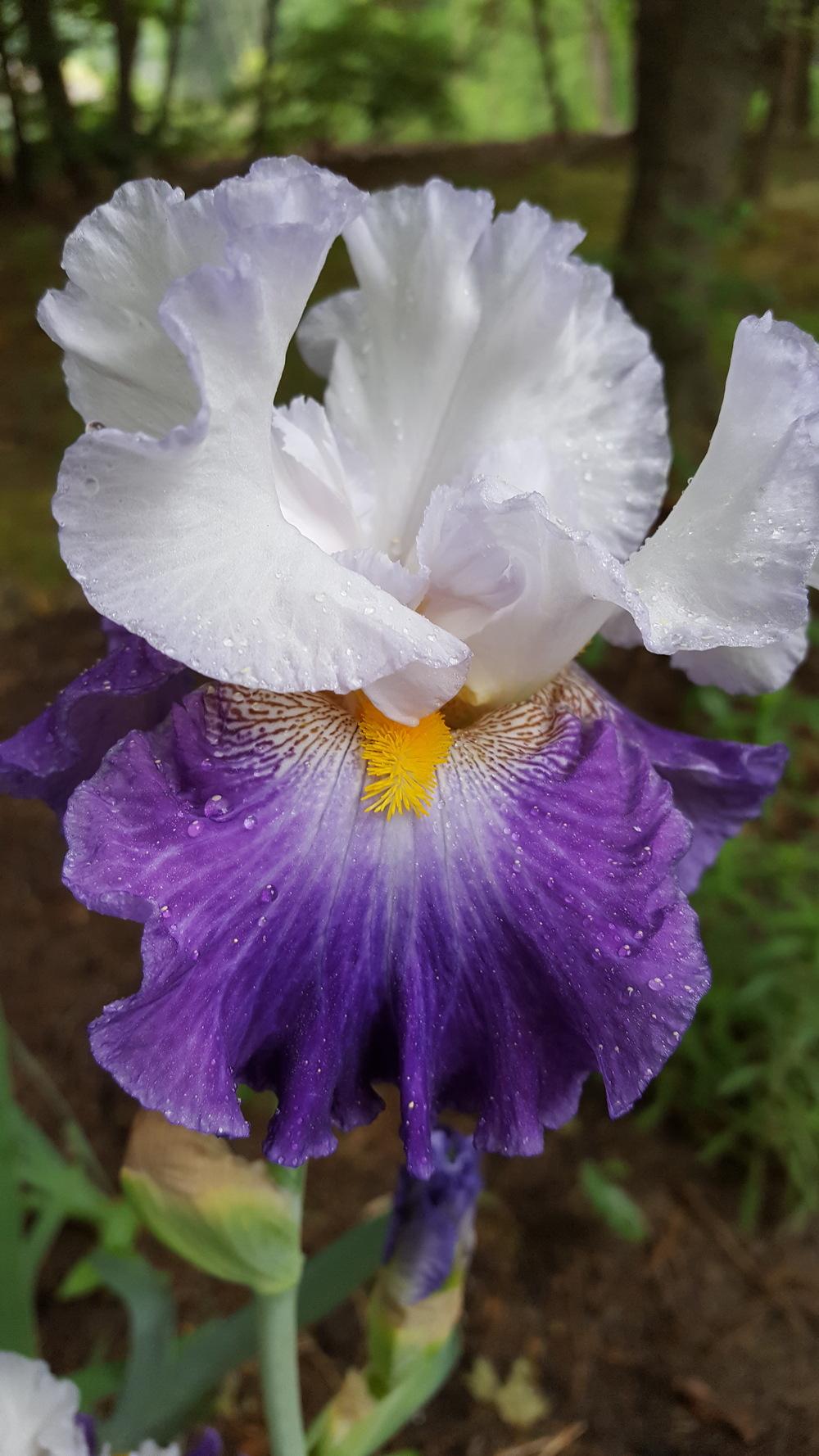 Photo of Tall Bearded Iris (Iris 'Like Wow') uploaded by Dachsylady86
