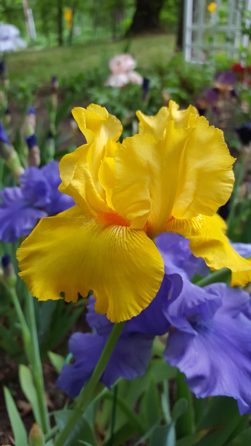 Photo of Tall Bearded Iris (Iris 'Picasso Moon') uploaded by Dachsylady86
