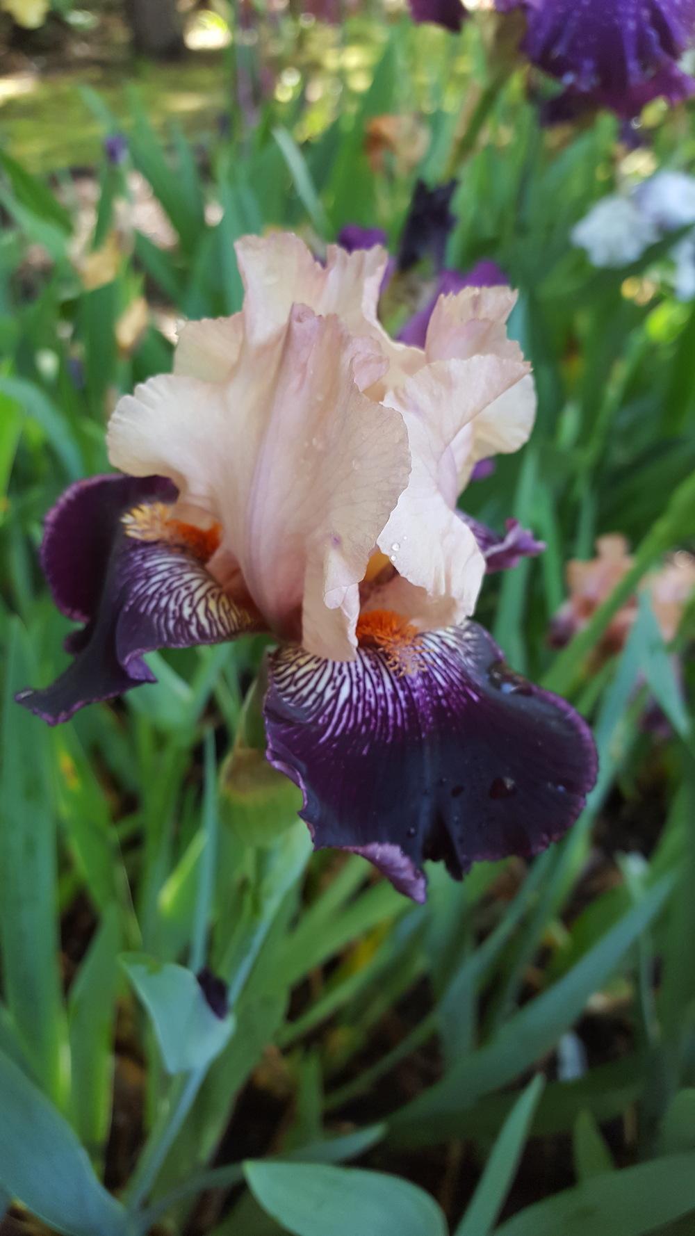 Photo of Tall Bearded Iris (Iris 'Wench') uploaded by Dachsylady86