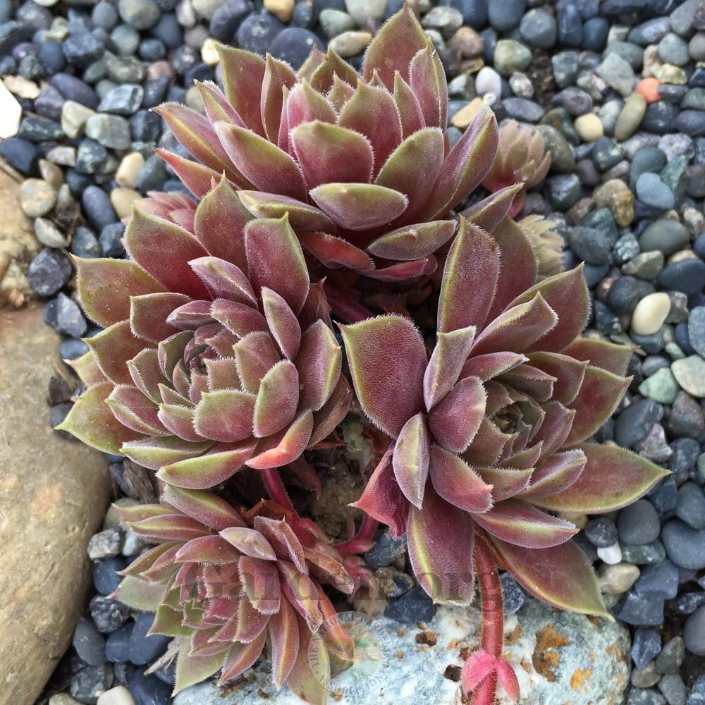 Photo of Hen and Chicks (Sempervivum 'Pacific Mauve') uploaded by Patty