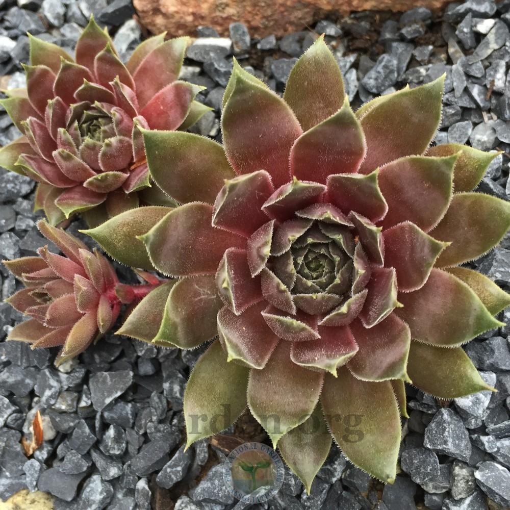 Photo of Hen and Chicks (Sempervivum 'Pacific Wick's Bloom') uploaded by Patty