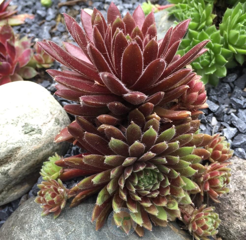 Photo of Hen and Chicks (Sempervivum 'Pax') uploaded by Patty