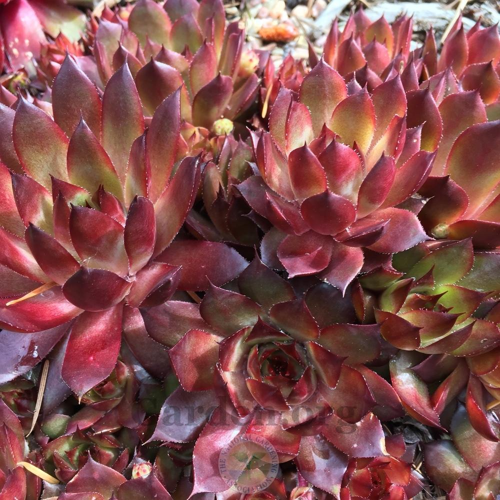 Photo of Hen and Chick (Sempervivum 'Positively Glowing') uploaded by Patty