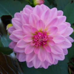 Location: WA
Date: Summer
The small decorative dahlias look great at the front of the peren