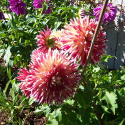 Location: WA
Date: Summer
This dahlia needs lots of staking, multiple big blooms on a short
