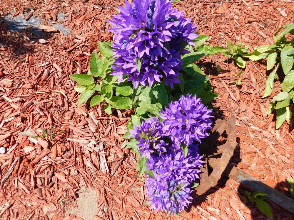 Photo of Clustered Bellflower (Campanula glomerata) uploaded by gardenglassgems