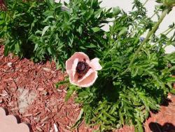 Thumb of 2016-06-06/gardenglassgems/a47230