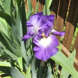 Location: my zone 5 garden
Date: 2016-05-30
It took 2 years for this one to bloom.