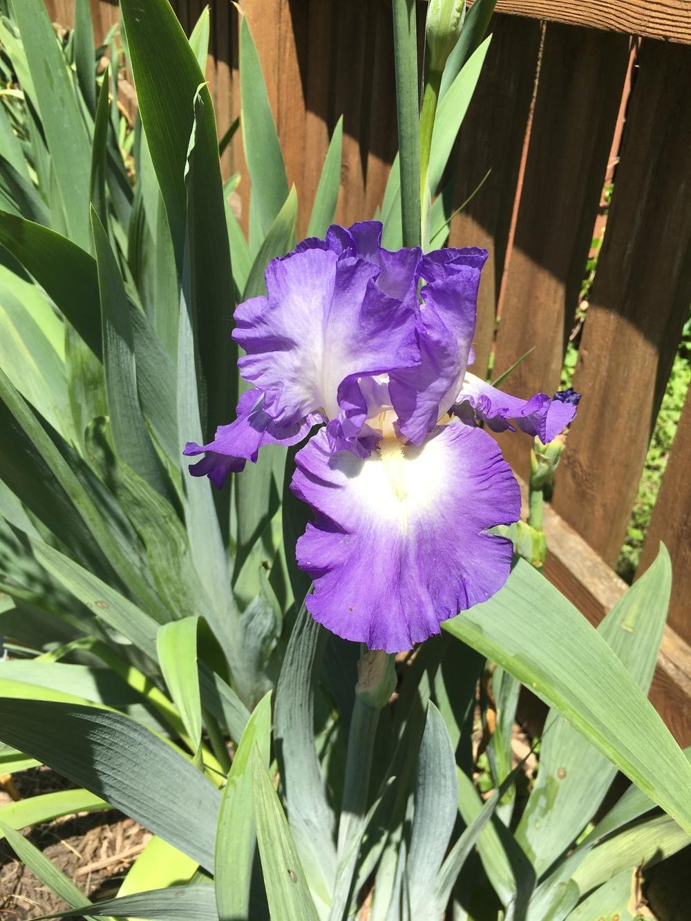 Photo of Tall Bearded Iris (Iris 'City Lights') uploaded by ljb5966