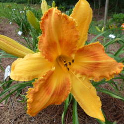 Location: My garden in Cumming, GA
Date: 2016-06-06
Fantastic intense colors, and a huge flower!!