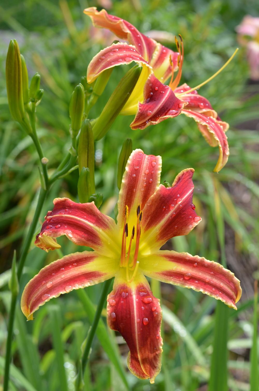 Photo of Daylily (Hemerocallis 'Candy Cane Dreams') uploaded by Anne
