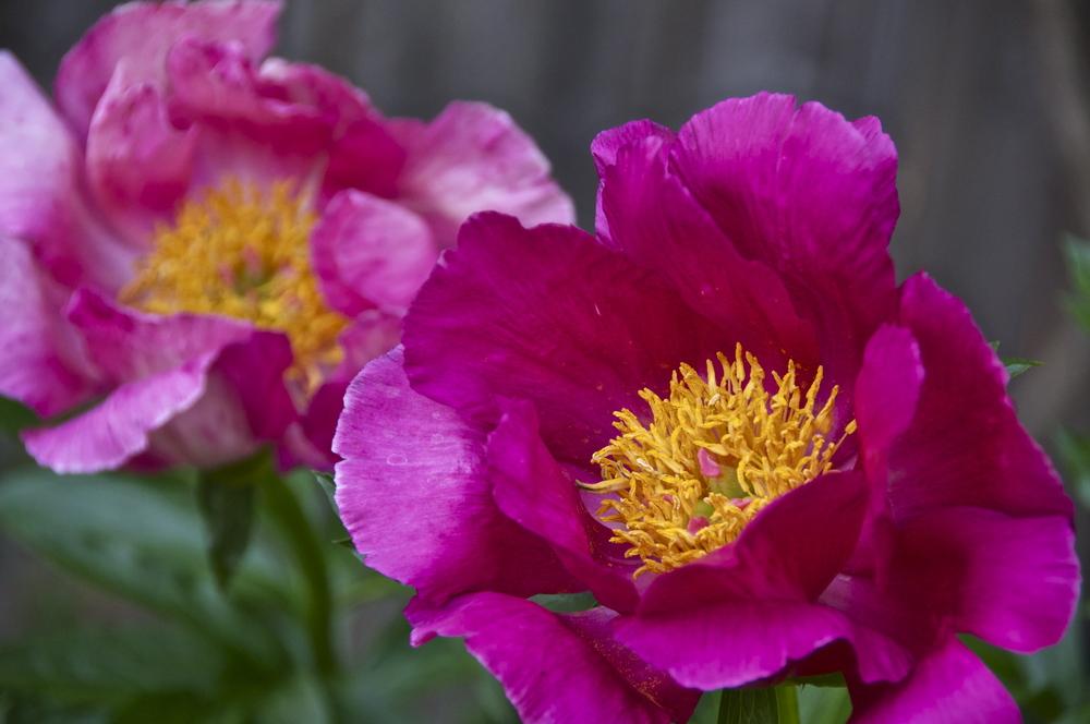 Photo of Peonies (Paeonia) uploaded by Fleur569