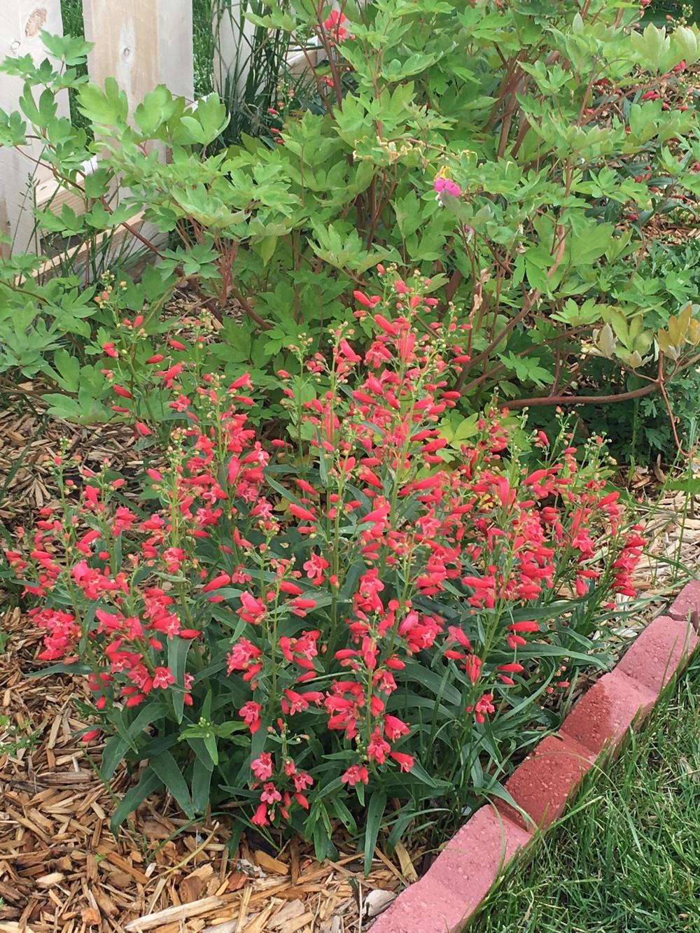 Photo of Penstemon Riding Hood Red uploaded by Gardening_Adventure