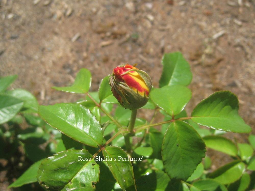 Photo of Floribunda Rose (Rosa 'Sheila's Perfume') uploaded by Hemophobic