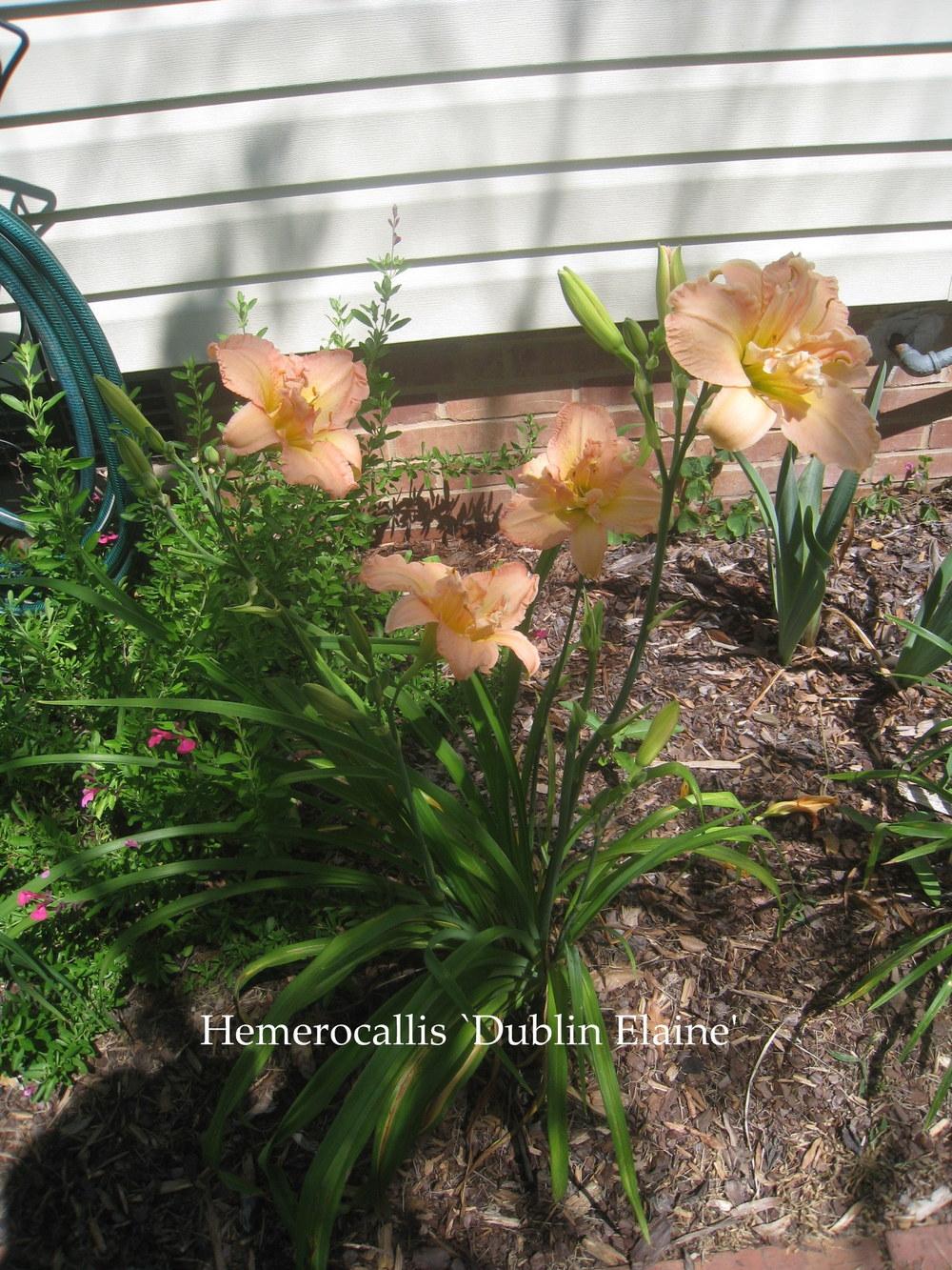 Photo of Daylily (Hemerocallis 'Dublin Elaine') uploaded by Hemophobic
