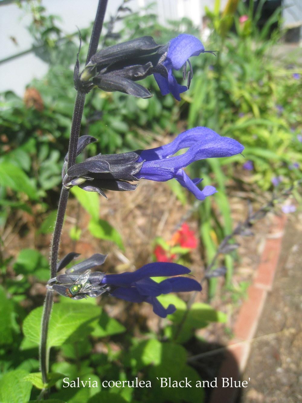 Photo of Anise-Scented Sage (Salvia coerulea 'Black and Blue') uploaded by Hemophobic