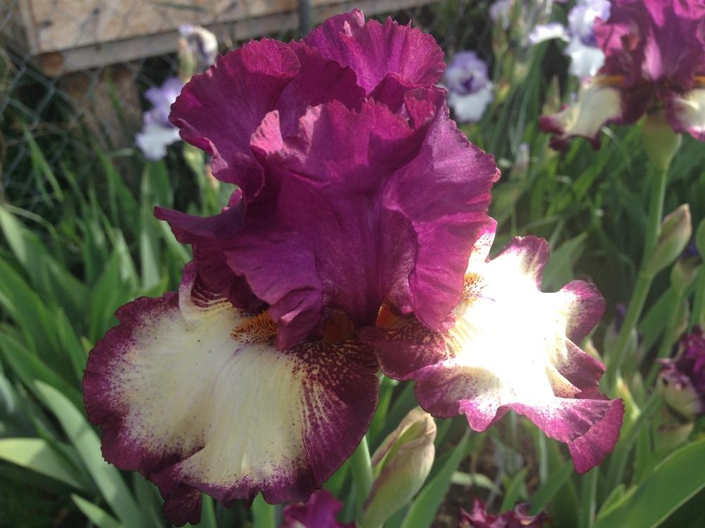 Photo of Tall Bearded Iris (Iris 'Footloose') uploaded by SpringGreenThumb
