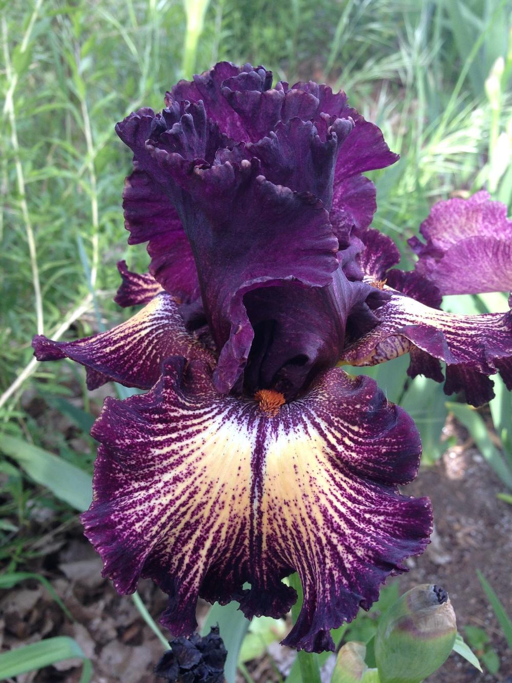 Photo of Tall Bearded Iris (Iris 'Drama Queen') uploaded by SpringGreenThumb