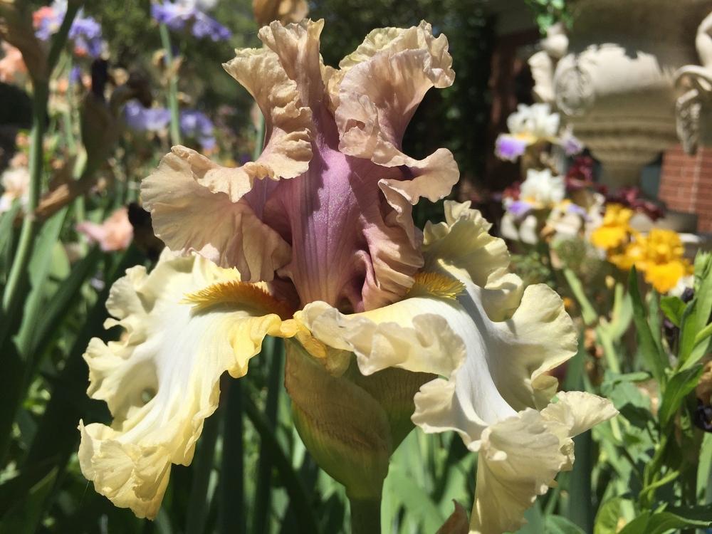 Photo of Tall Bearded Iris (Iris 'Colourable') uploaded by SpringGreenThumb