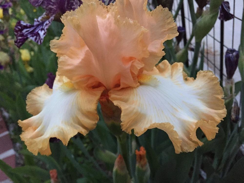 Photo of Tall Bearded Iris (Iris 'Barbara My Love') uploaded by SpringGreenThumb