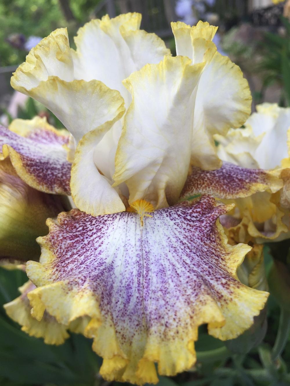 Photo of Tall Bearded Iris (Iris 'Whispering Spirits') uploaded by SpringGreenThumb