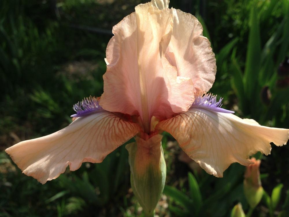 Photo of Intermediate Bearded Iris (Iris 'Concertina') uploaded by SpringGreenThumb