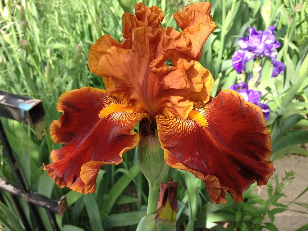 Photo of Tall Bearded Iris (Iris 'Rustler') uploaded by SpringGreenThumb