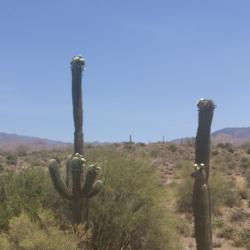 Location: Beeline Hwy AZ
Date: Spring 2016
My favorite cactus, it represents such majesty.
