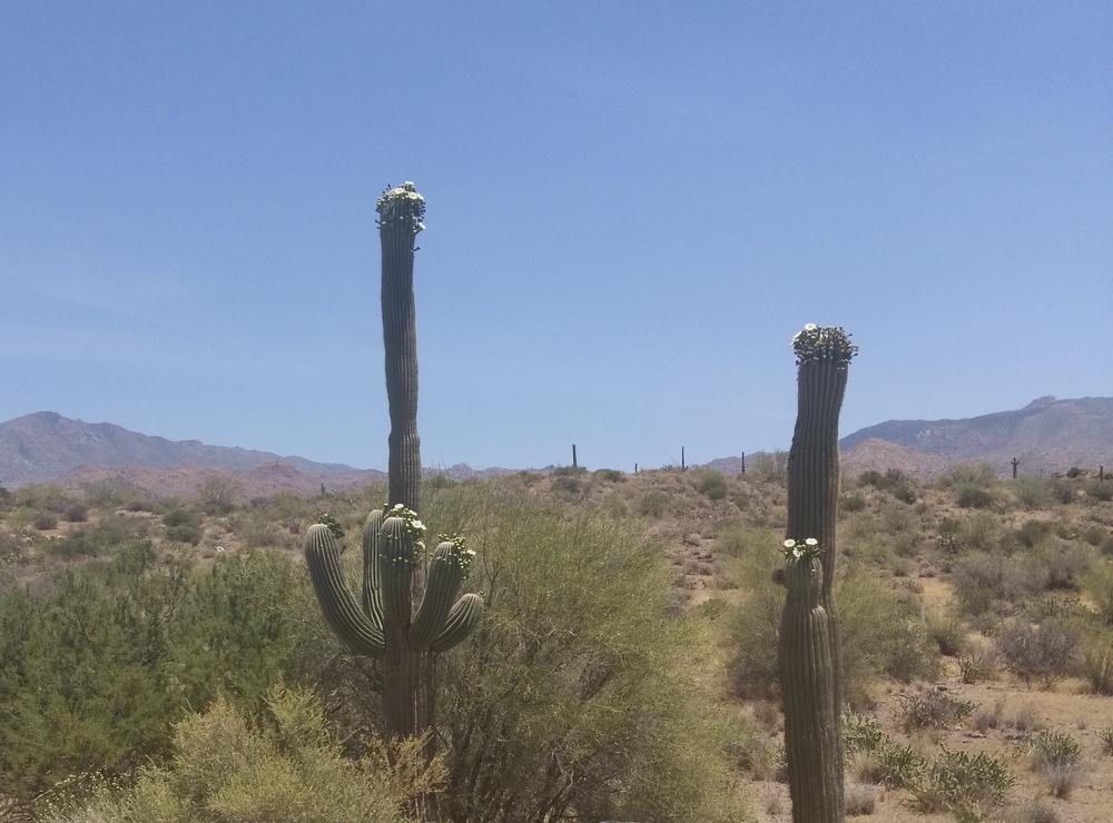 Photo of Saguaro (Carnegiea gigantea) uploaded by cocoajuno