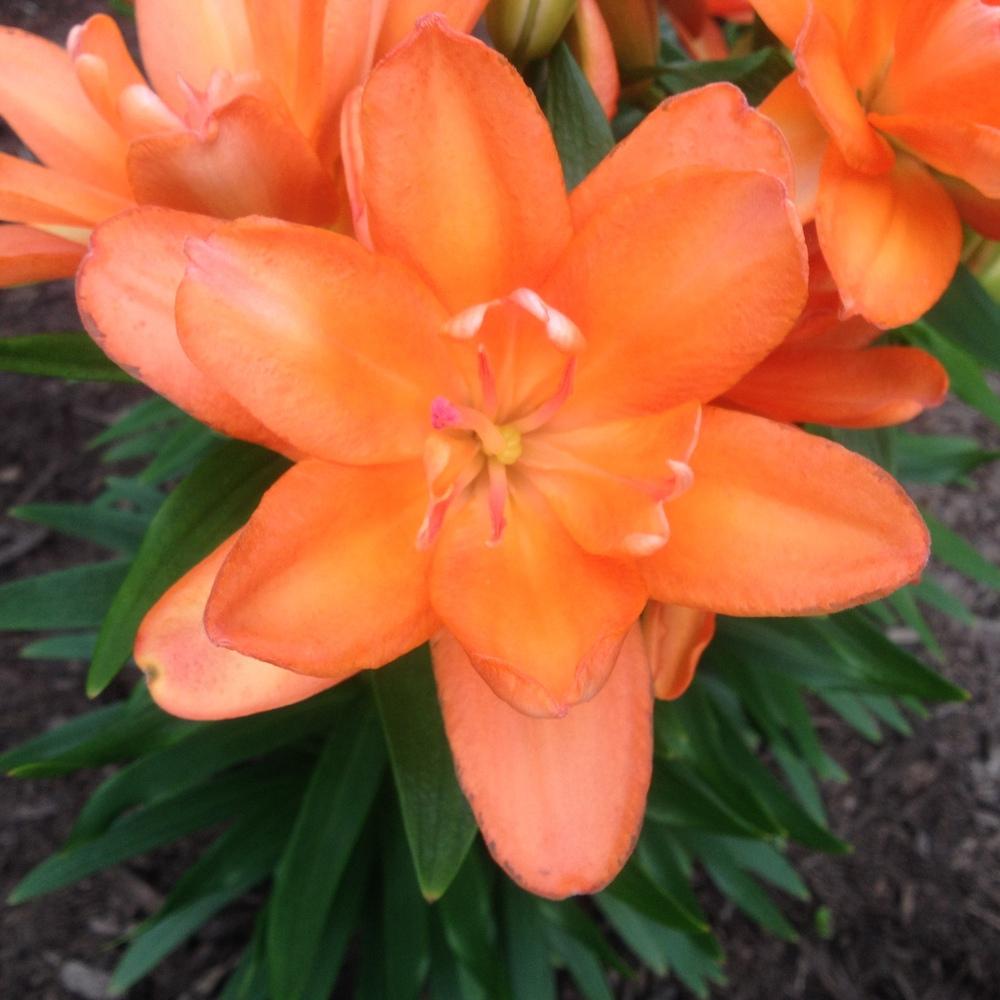 Photo of Dwarf Asiatic Lily (Lilium Lily Looks™ Tiny Double You) uploaded by csandt