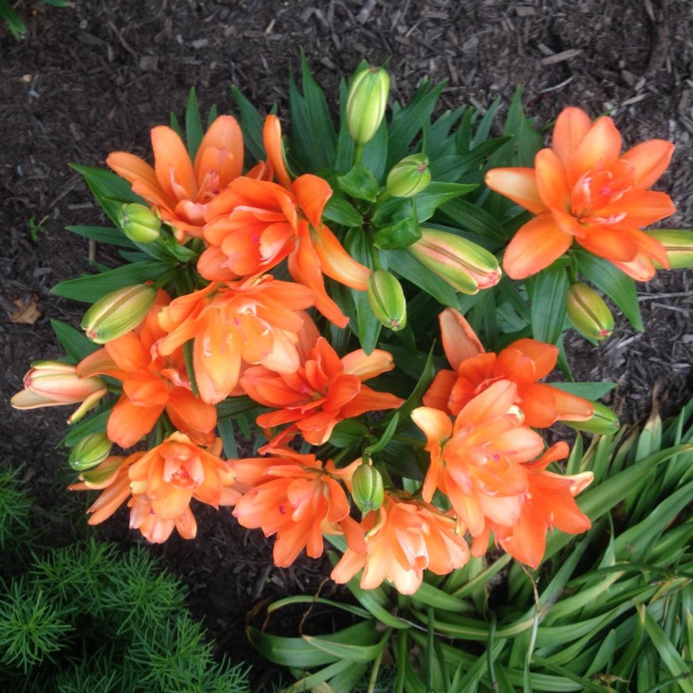 Photo of Dwarf Asiatic Lily (Lilium Lily Looks™ Tiny Double You) uploaded by csandt