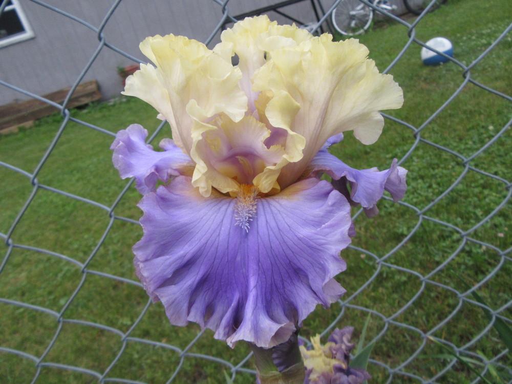 Photo of Tall Bearded Iris (Iris 'Dancing Days') uploaded by tveguy3