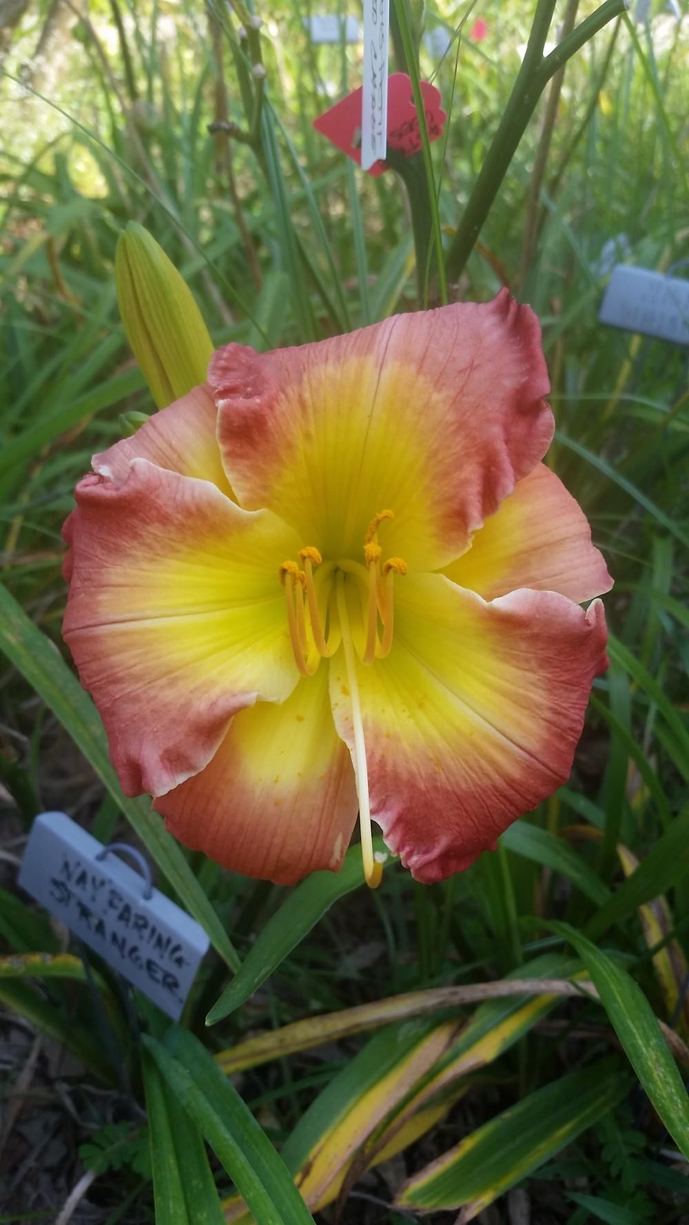 Photo of Daylily (Hemerocallis 'Forever Redeemed') uploaded by value4dollars