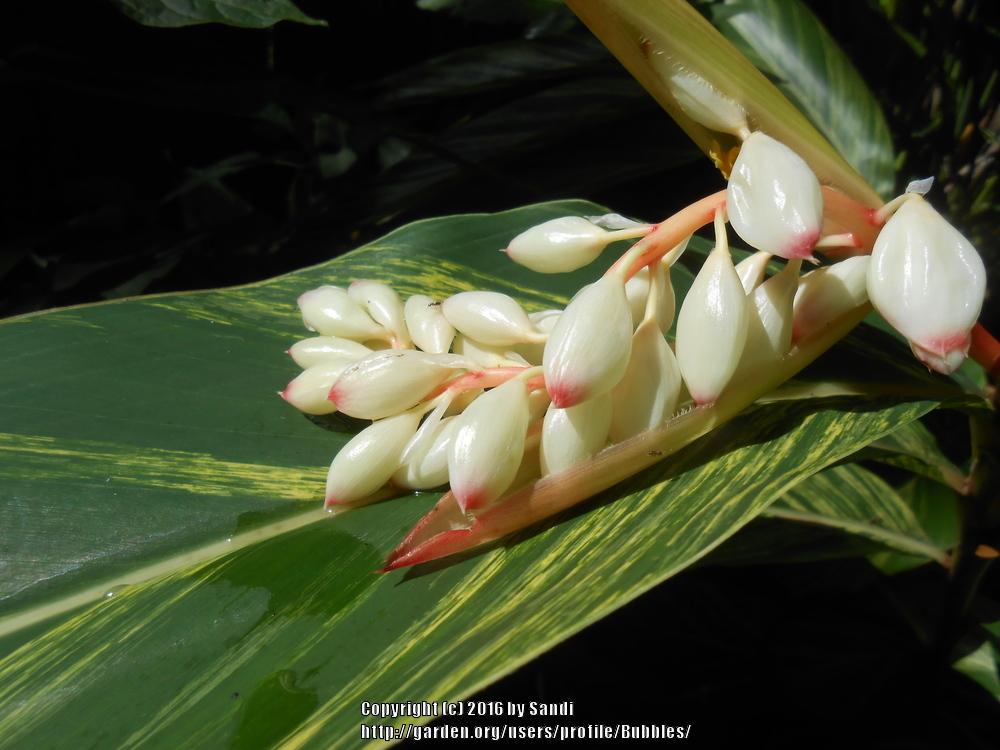 Photo of Variegated Shell Ginger (Alpinia zerumbet 'Variegata') uploaded by Bubbles