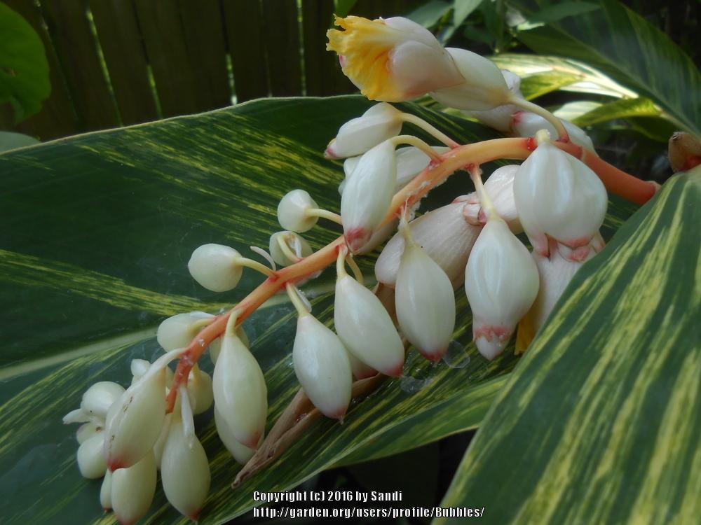 Photo of Variegated Shell Ginger (Alpinia zerumbet 'Variegata') uploaded by Bubbles