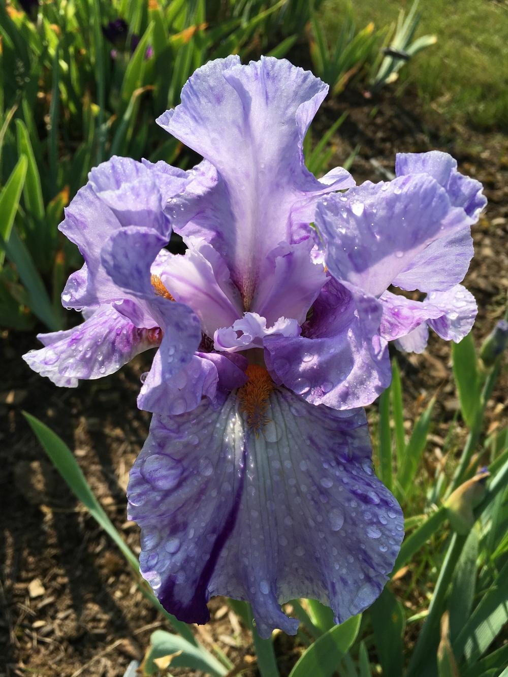 Photo of Tall Bearded Iris (Iris 'Elainealope') uploaded by Misawa77