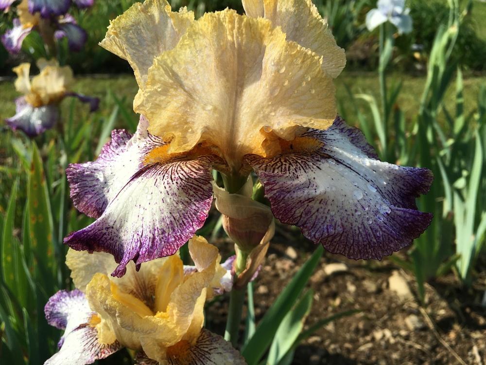 Photo of Tall Bearded Iris (Iris 'Chief John Jolly') uploaded by Misawa77
