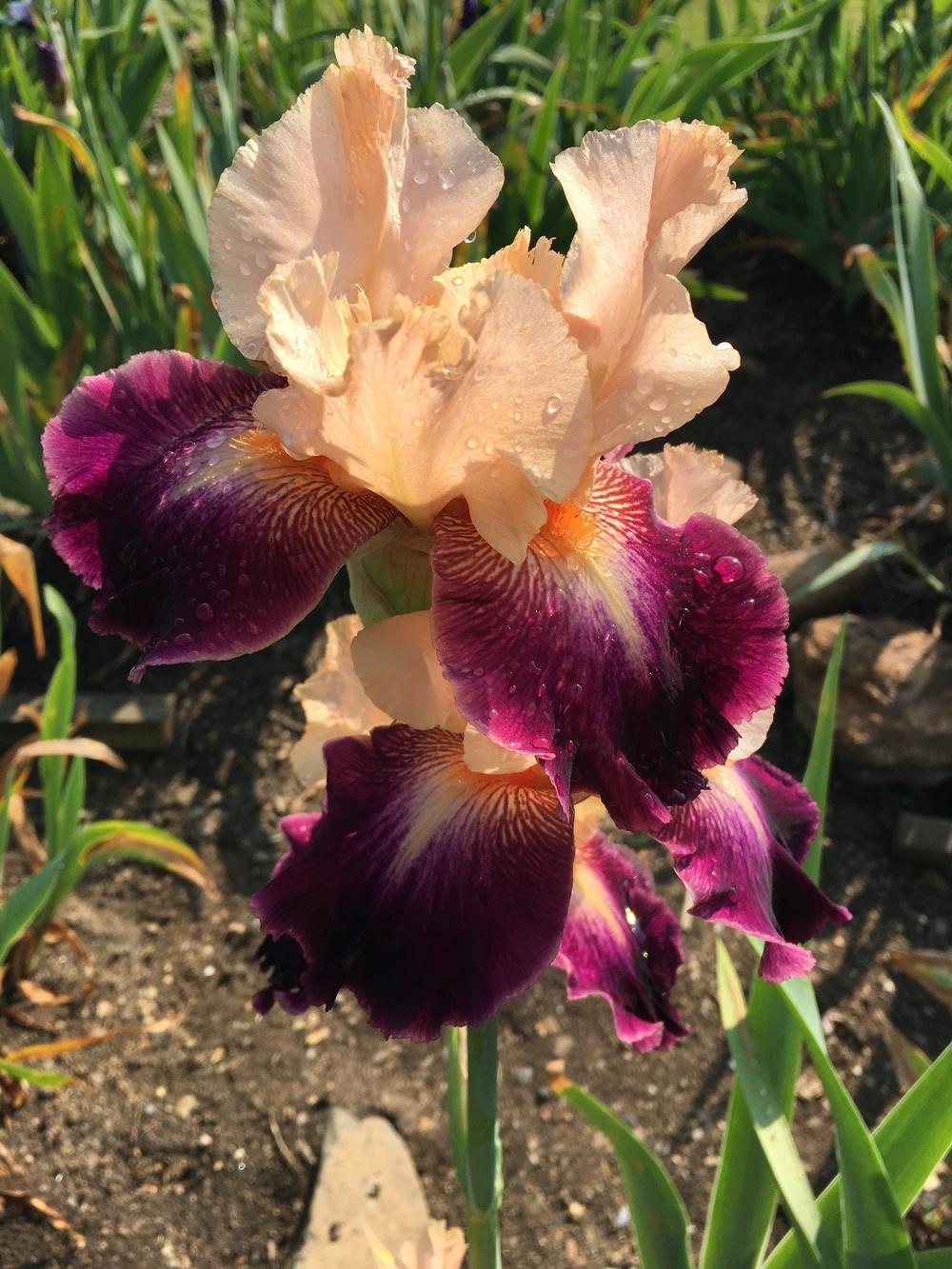 Photo of Tall Bearded Iris (Iris 'Let's Boogie') uploaded by Misawa77