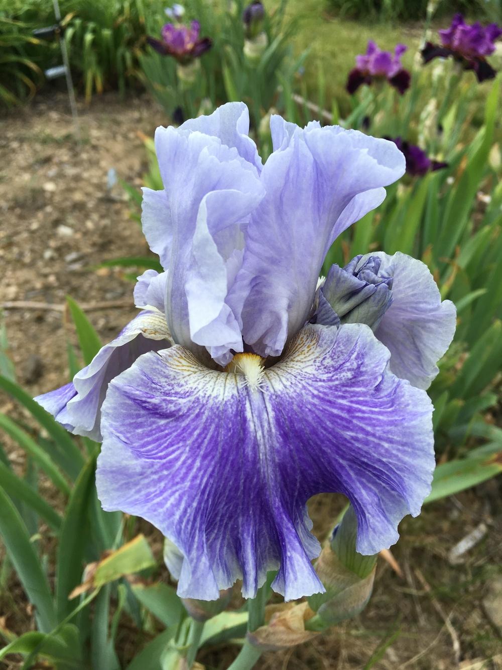 Photo of Tall Bearded Iris (Iris 'Inside Job') uploaded by Misawa77