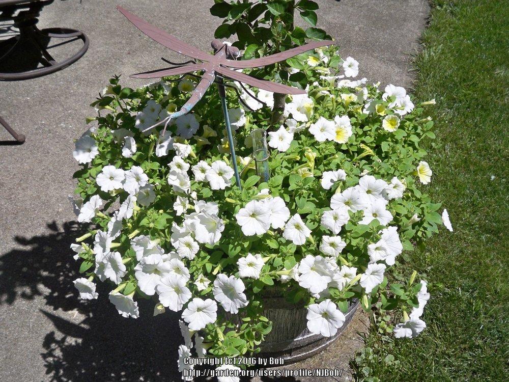 Photo of Multiflora Spreading/Trailing Petunia (Petunia Easy Wave® White) uploaded by NJBob