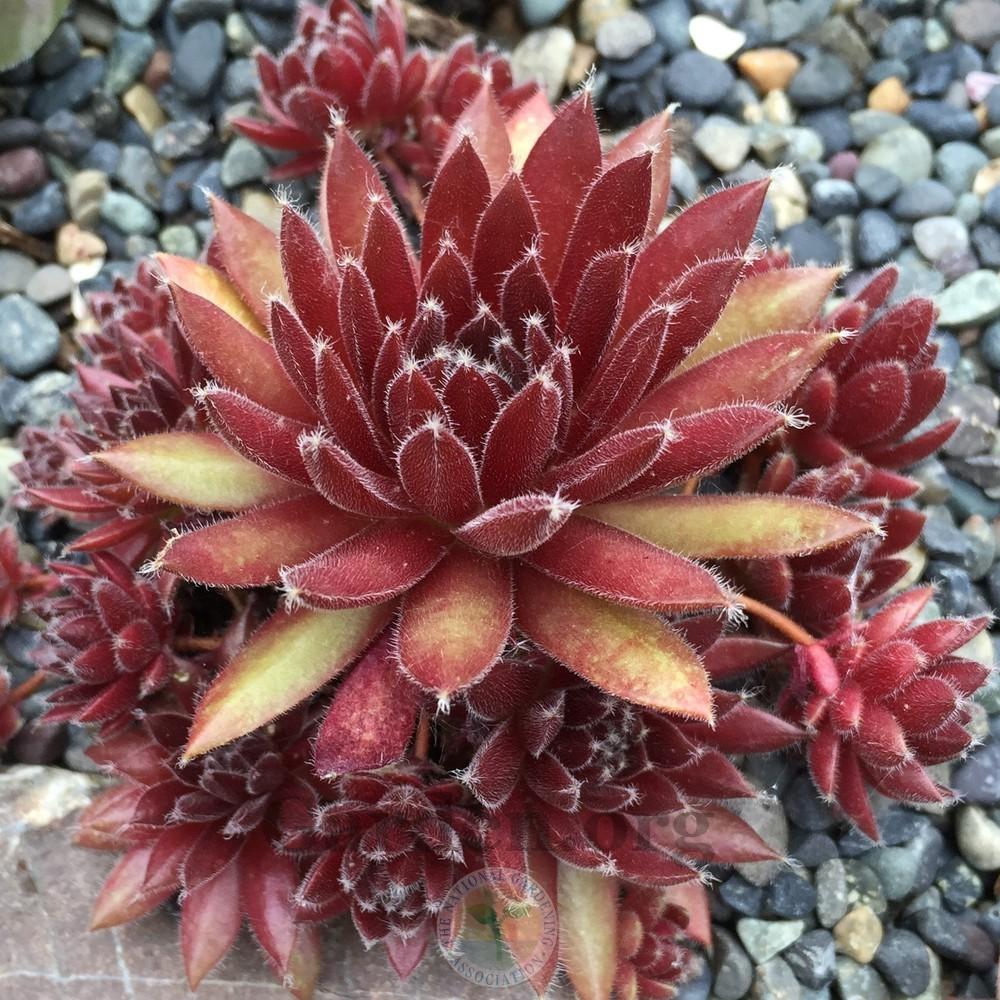 Photo of Hen and Chicks (Sempervivum 'Pumaros') uploaded by Patty