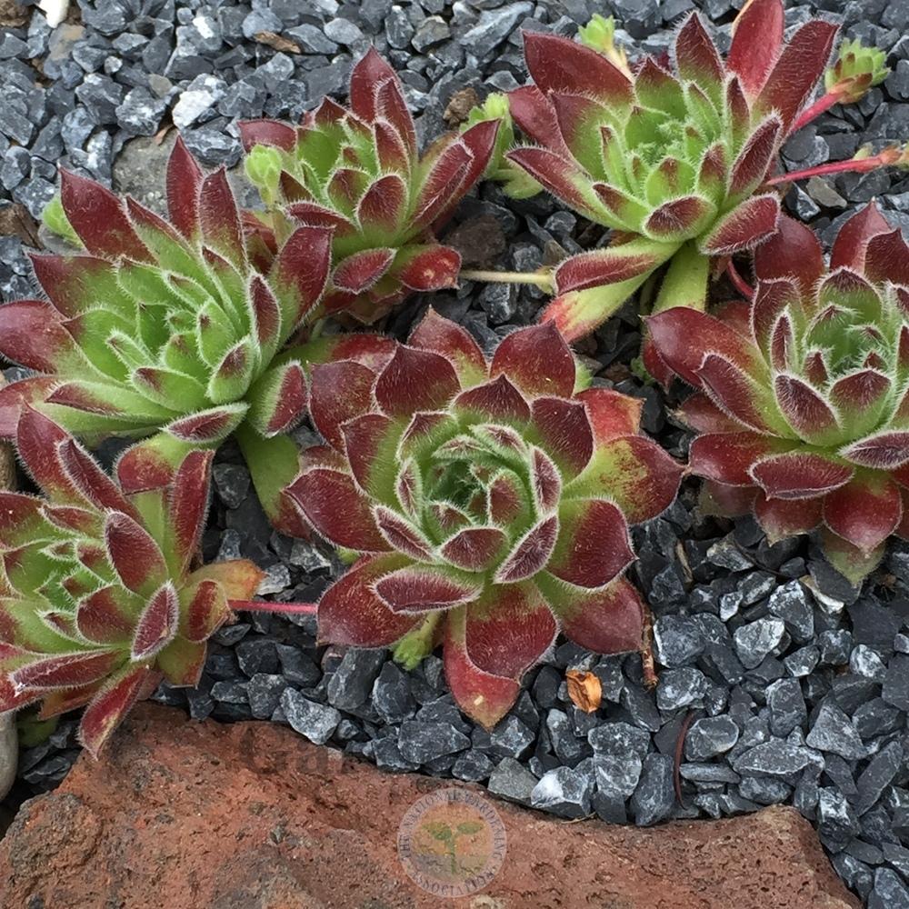 Photo of Hen and Chicks (Sempervivum 'Poetic') uploaded by Patty