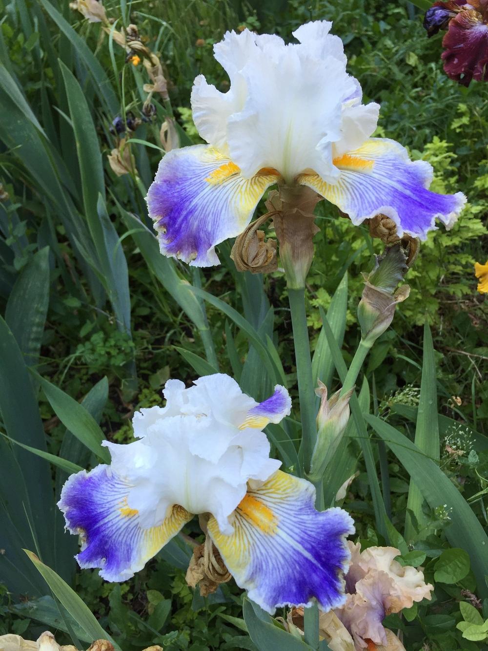 Photo of Tall Bearded Iris (Iris 'Wild Angel') uploaded by SpringGreenThumb