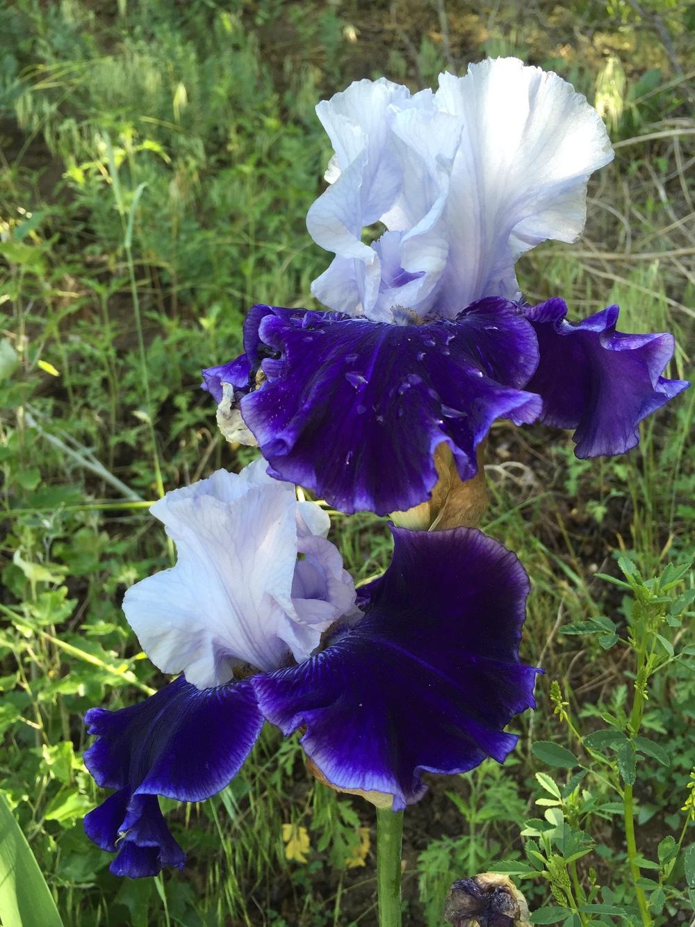 Photo of Tall Bearded Iris (Iris 'World Premier') uploaded by SpringGreenThumb
