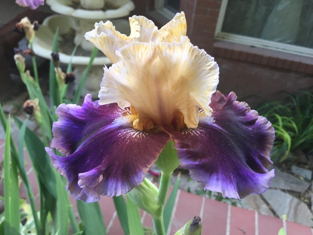 Photo of Tall Bearded Iris (Iris 'Final Episode') uploaded by SpringGreenThumb