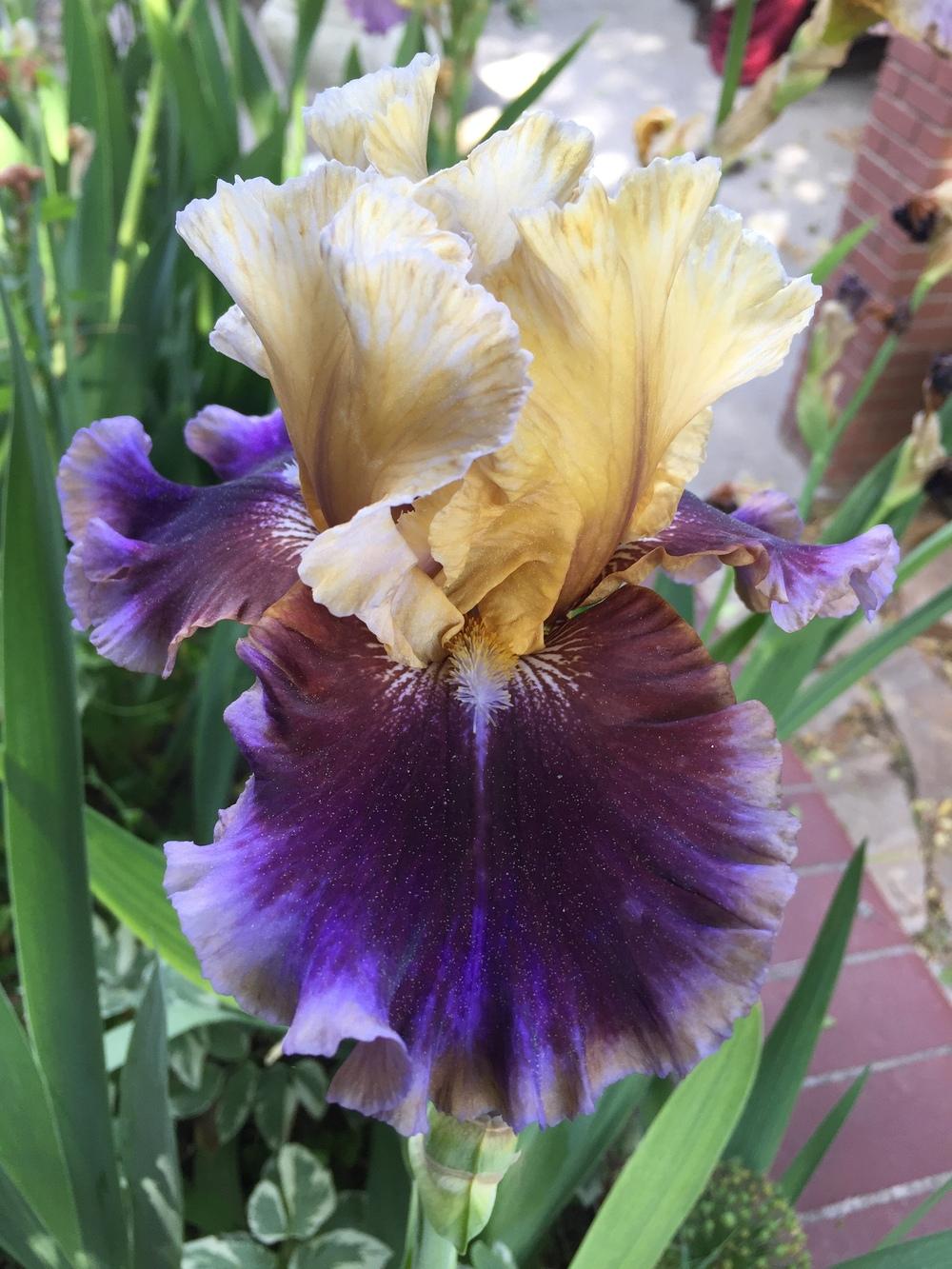 Photo of Tall Bearded Iris (Iris 'Final Episode') uploaded by SpringGreenThumb